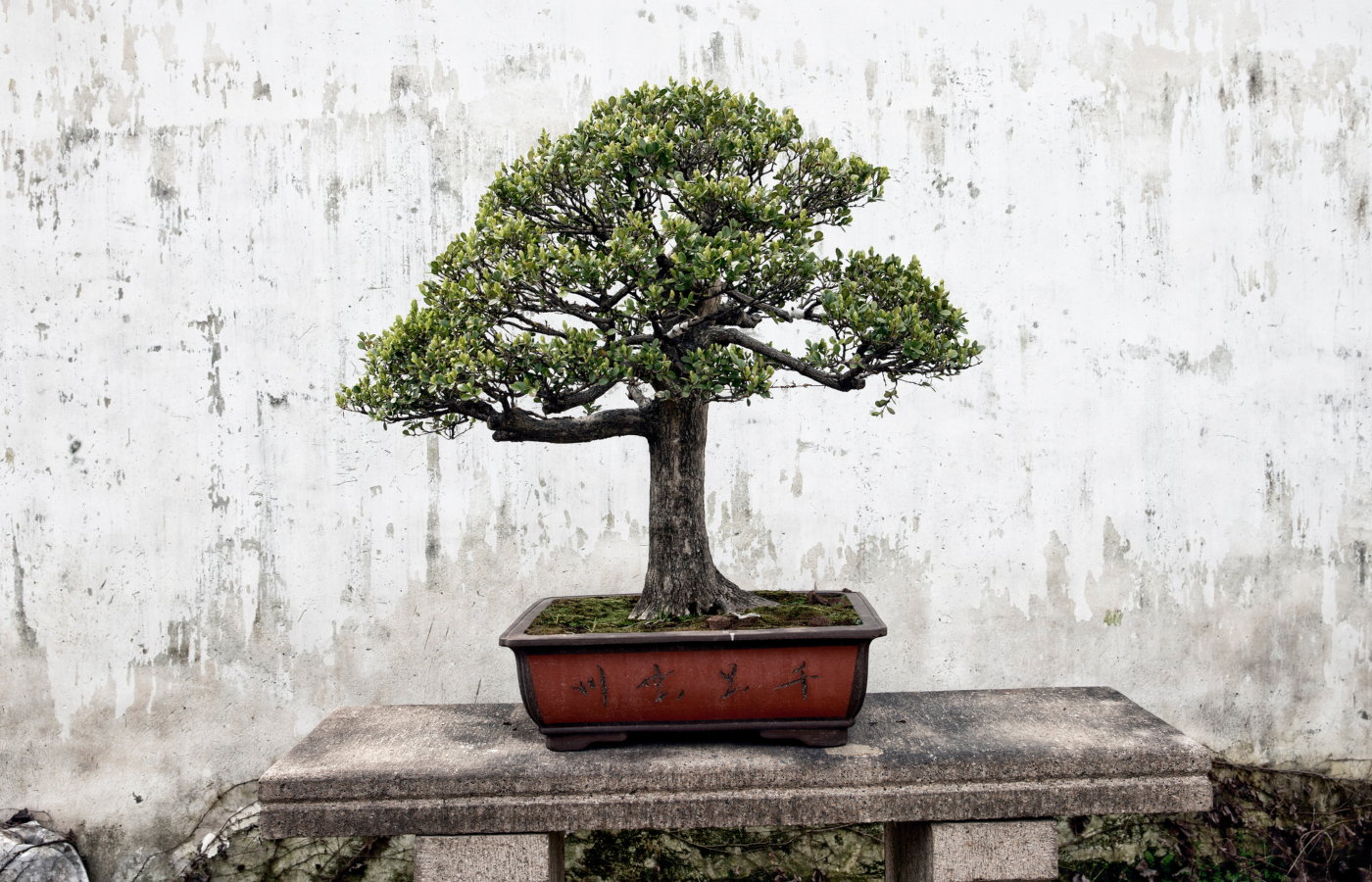 onde comprar um bonsai