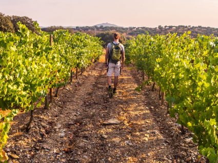 Pelos vinhos do Algarve: as melhores praias do sul ao sabor das vinhas da região