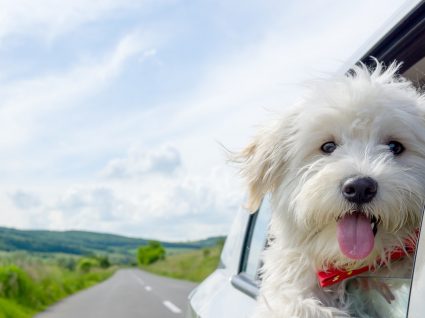 Dicas para viajar com animais de estimação felizes e seguros