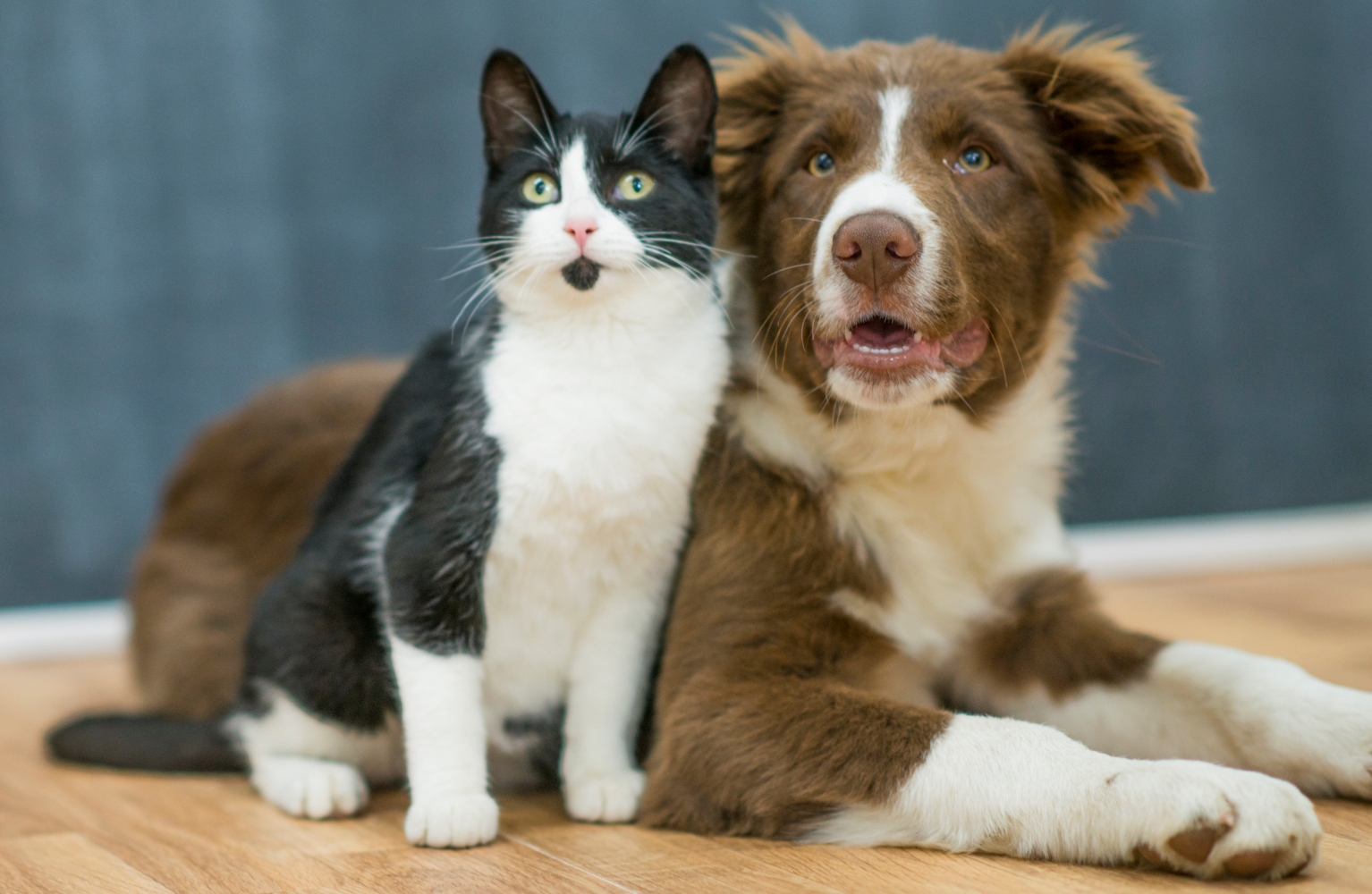 animais de estimação novos