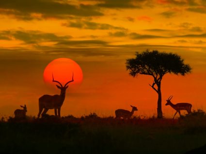 Pôr do sol no Kruger Park