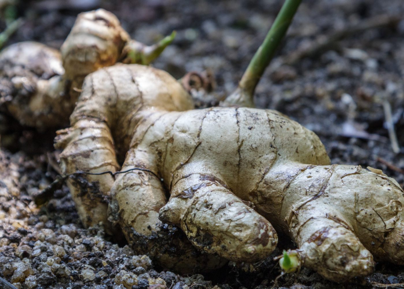 gengibre na terra depois de ser plantado