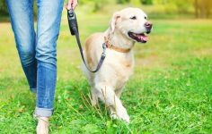 Trelas e colerias de cães podem provocar lesões