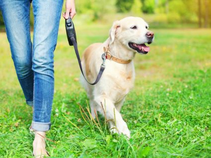 Trelas e colerias de cães podem provocar lesões