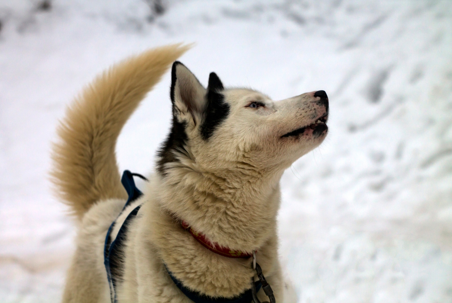 Cão Husky abana a cauda