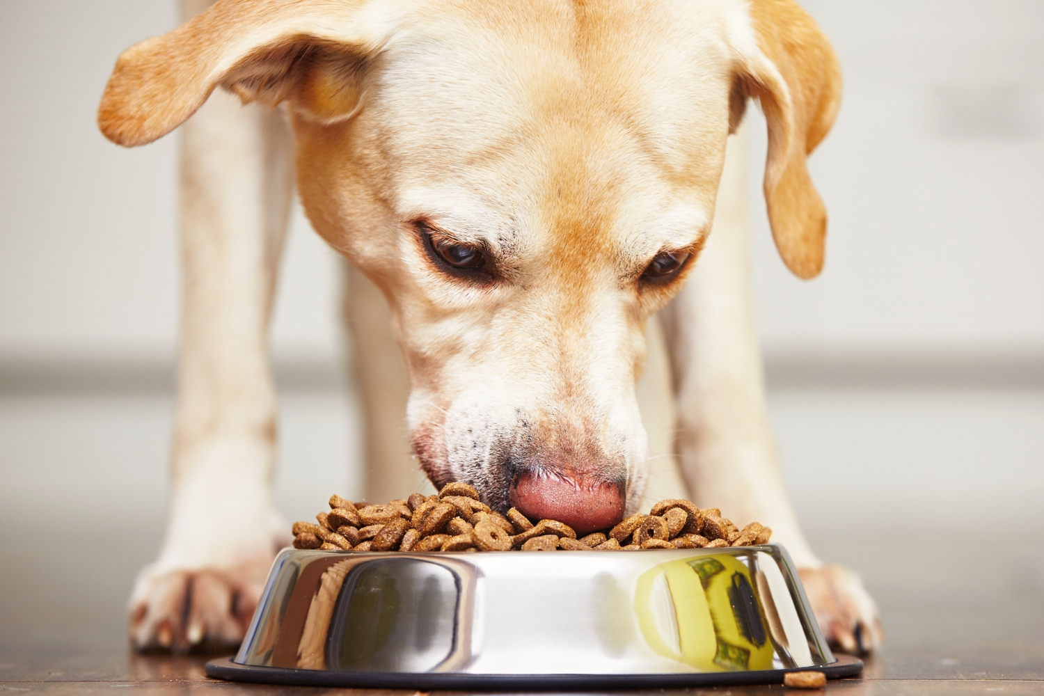 cão a comer ração