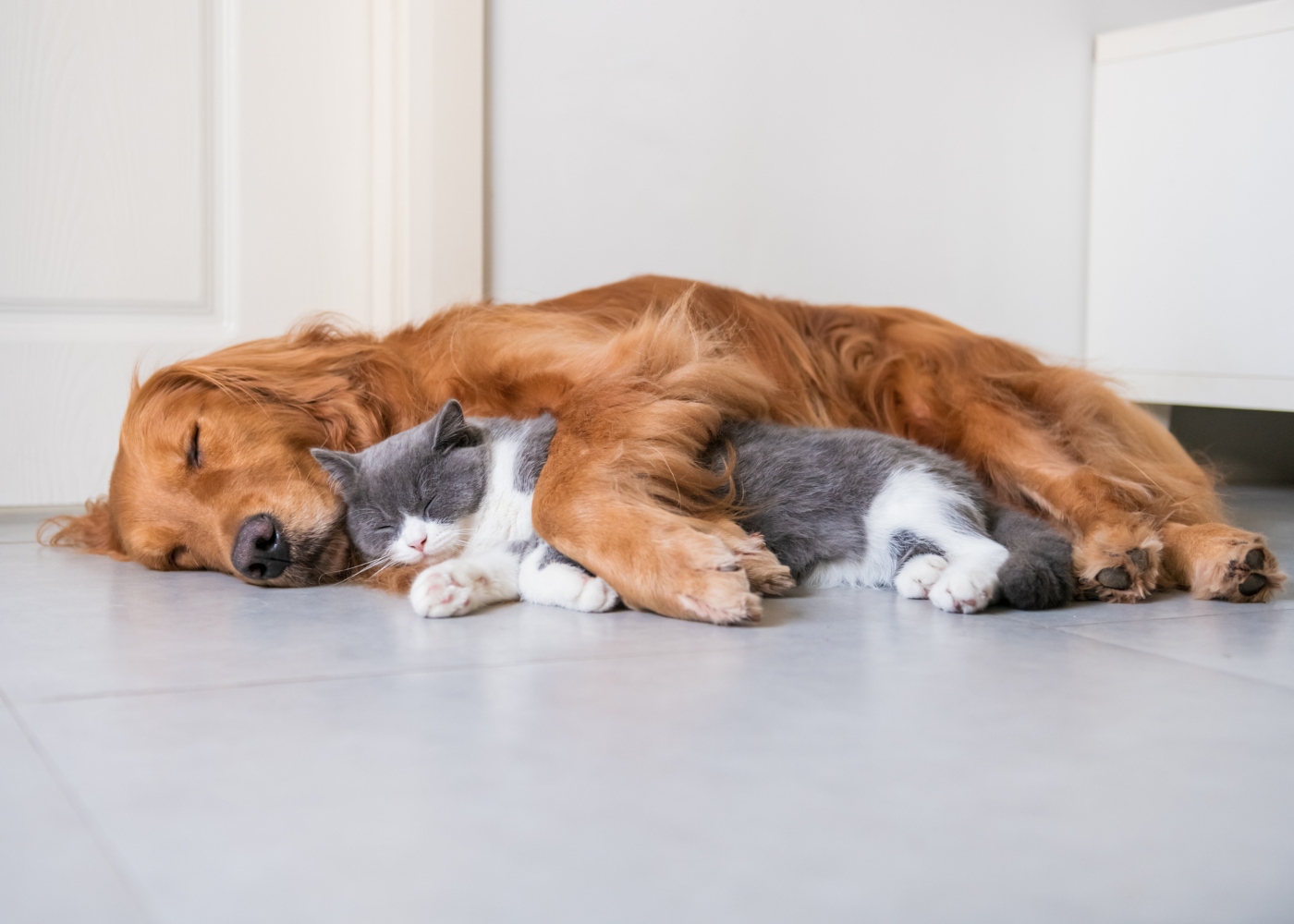 gato e cão a dormirem juntos no chão