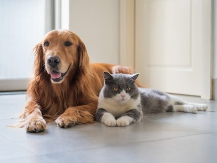 animais que transmitem parasitas intestinais