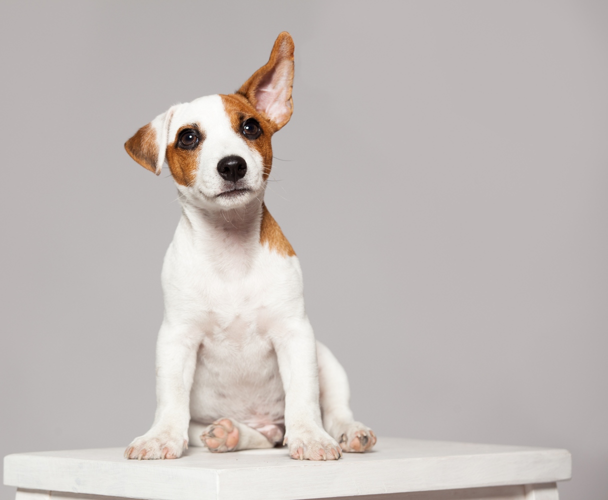 cão com orelhas levantadas