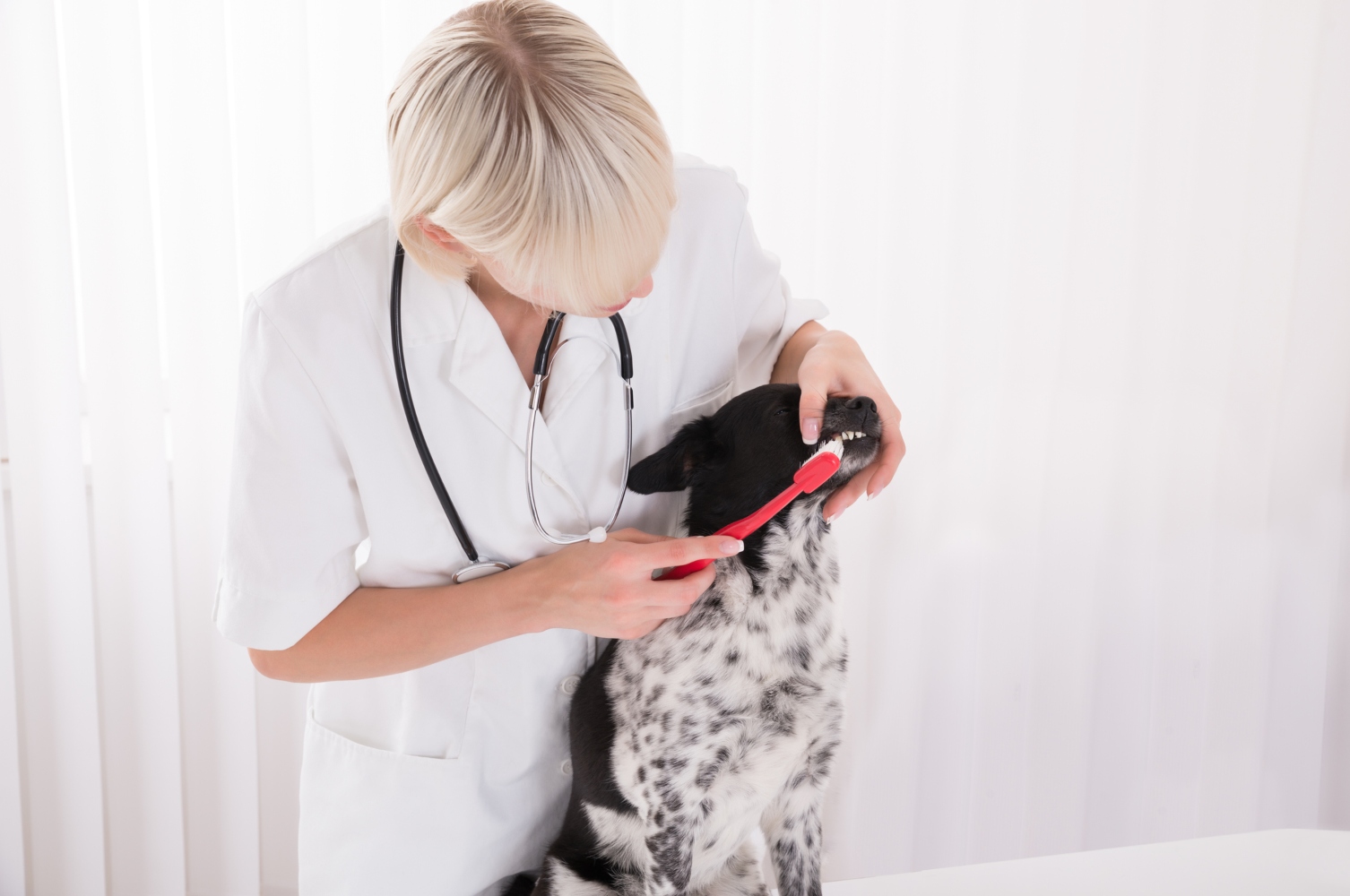 Cão a lavar os dentes no veterinário