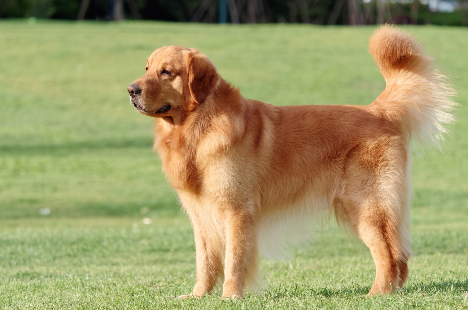 Cão a abanar a cauda