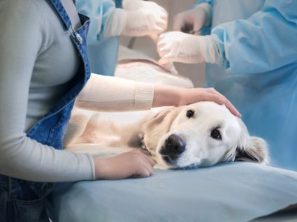 Custo para esterilizar um cão