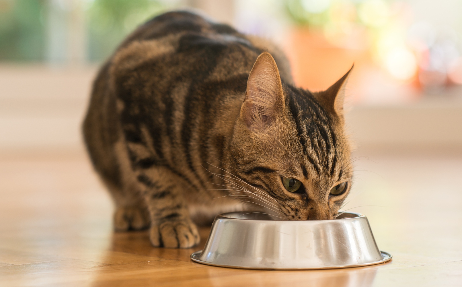 gato a comer em taça de aço