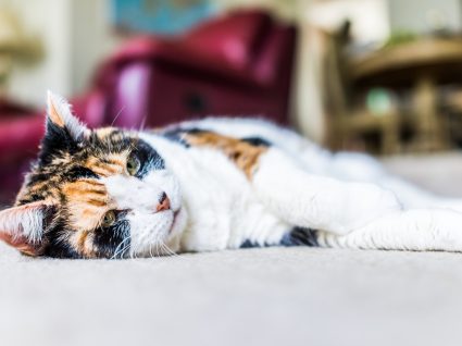 gato idoso deitado no chão da sala