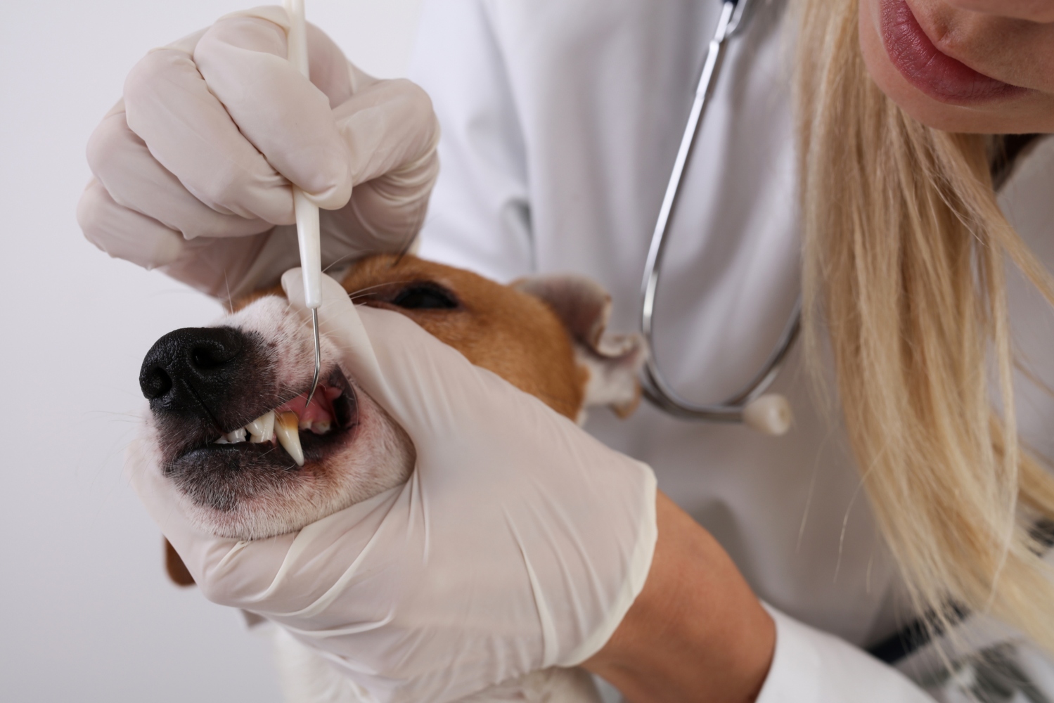 veterinário a tratar dentes a cão