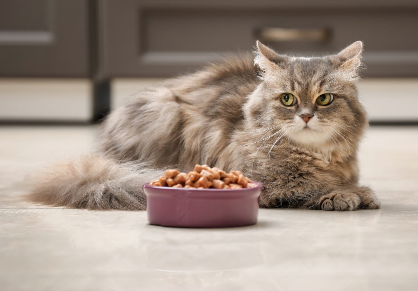 Gato com tijela de comida