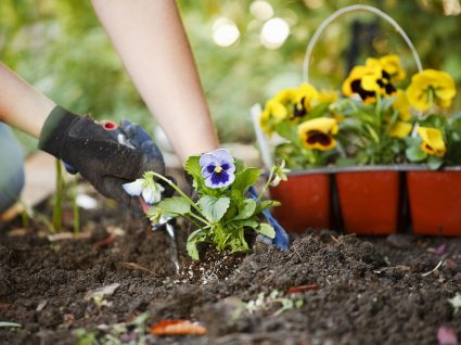 plantas de outono