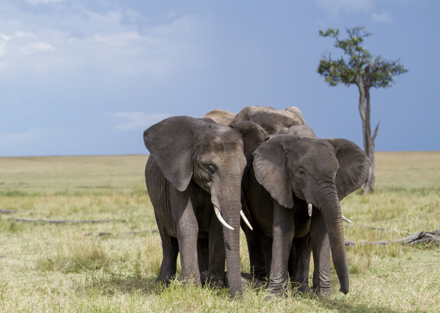 Elefantes na Gorongosa