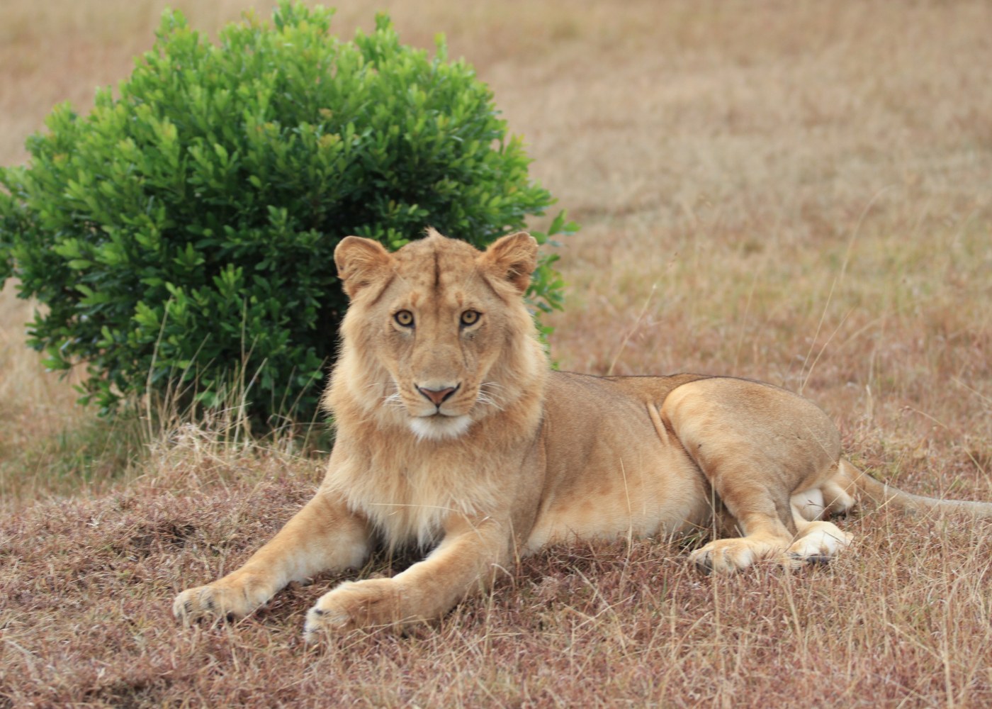 Leão no Parque da Gorongosa