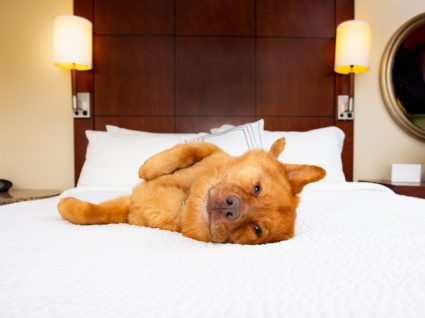 cão em cama de hotel