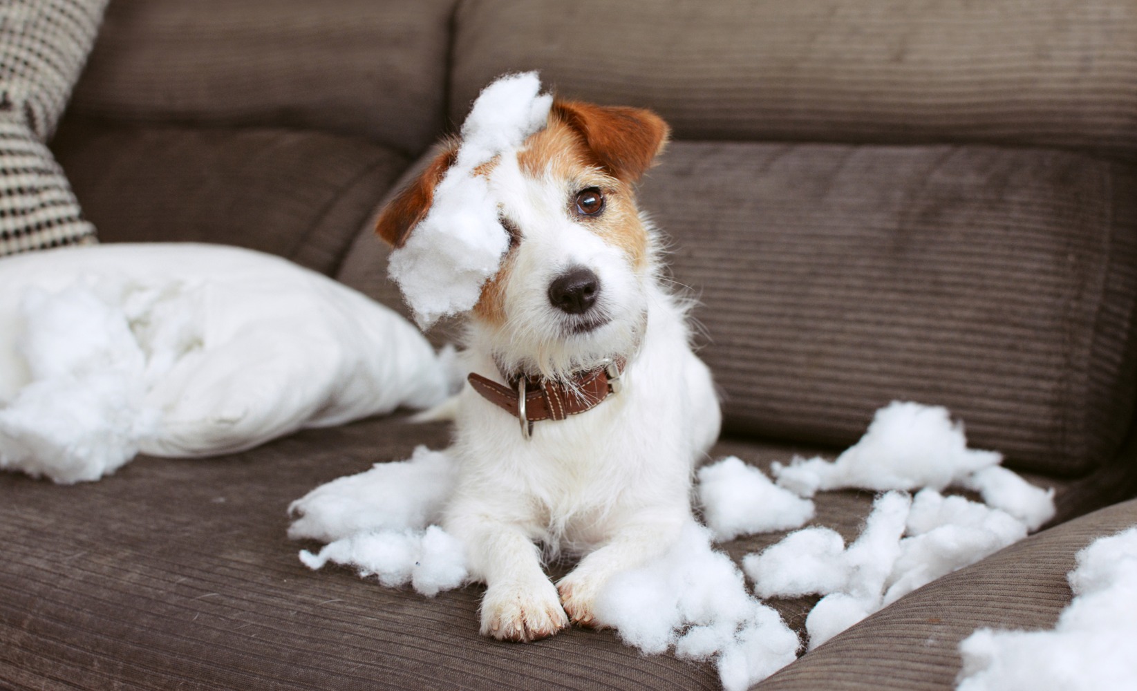 pets destruidores desfazem sofá