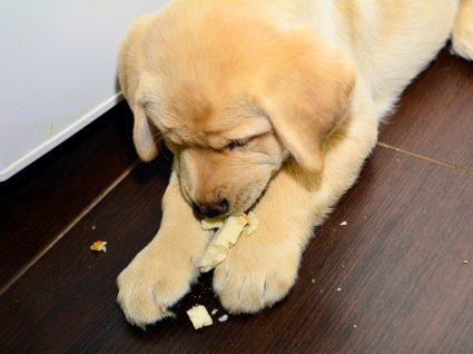 Cão a comer pão