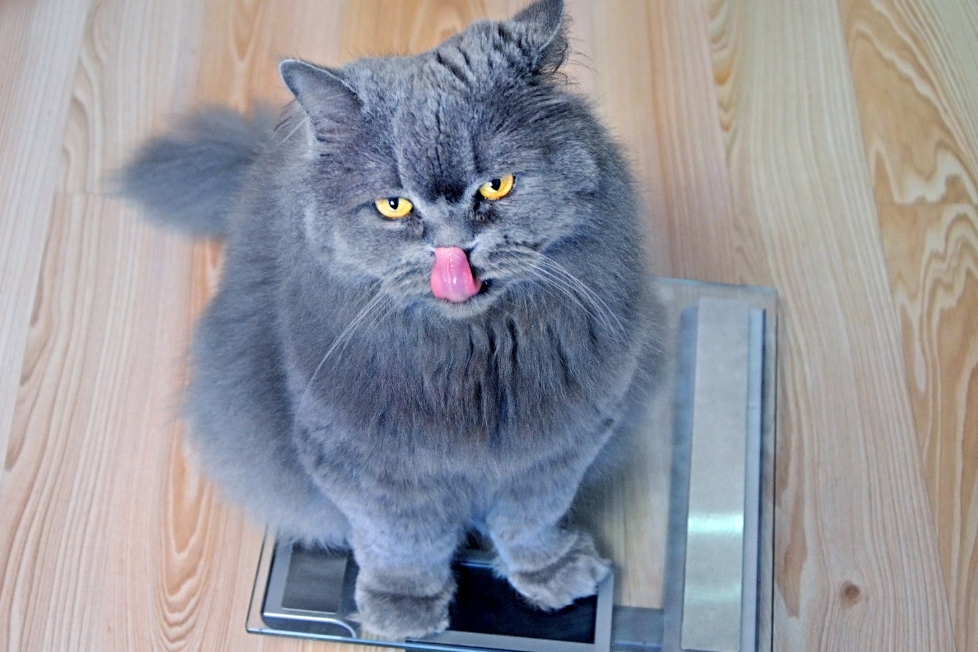 gatos obesos controlo de peso