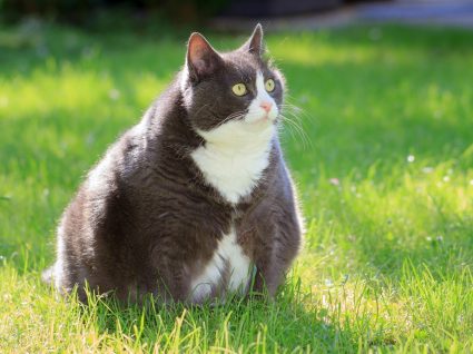 gatos obesos ou com excesso de peso