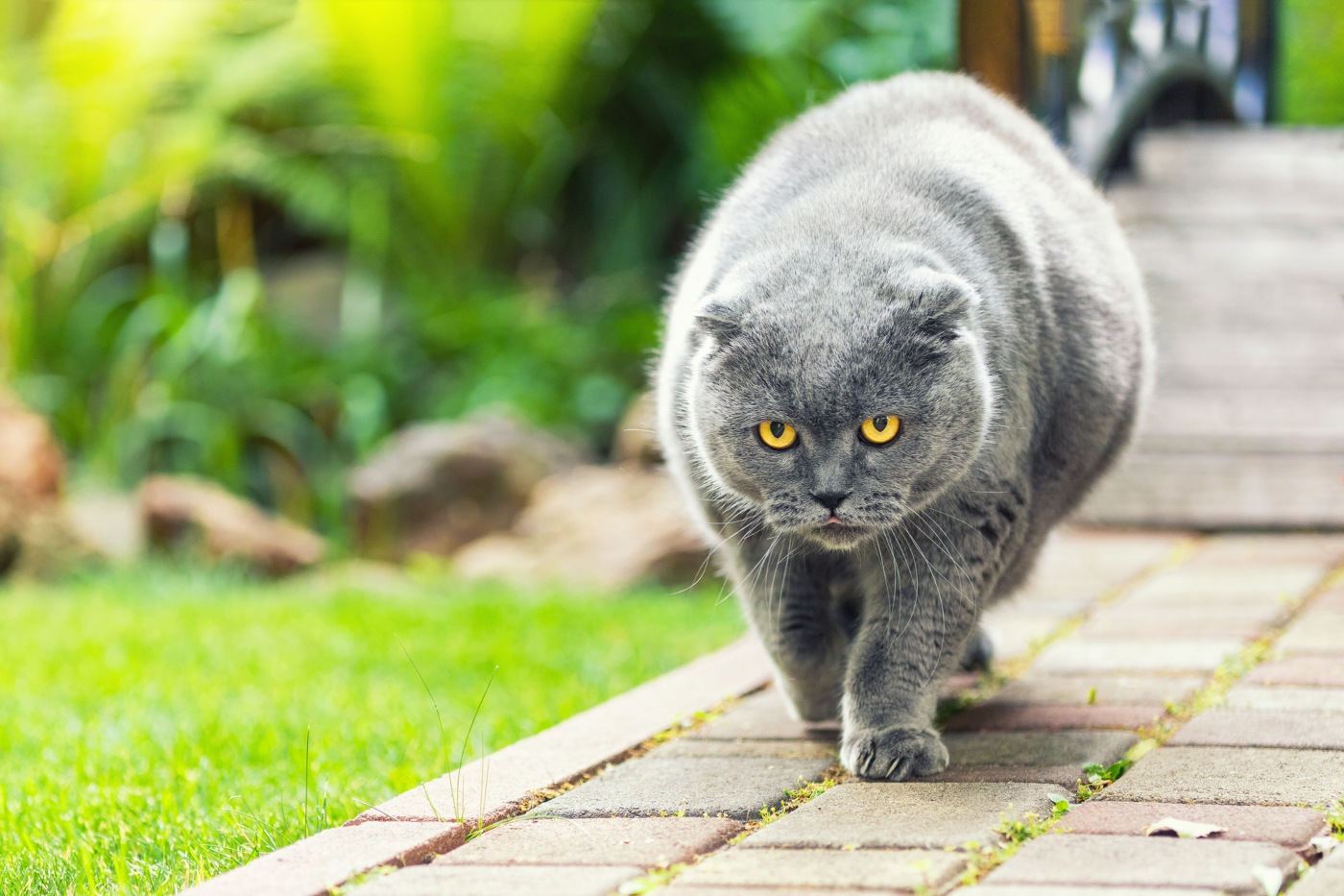 gatos obesos a caminhar