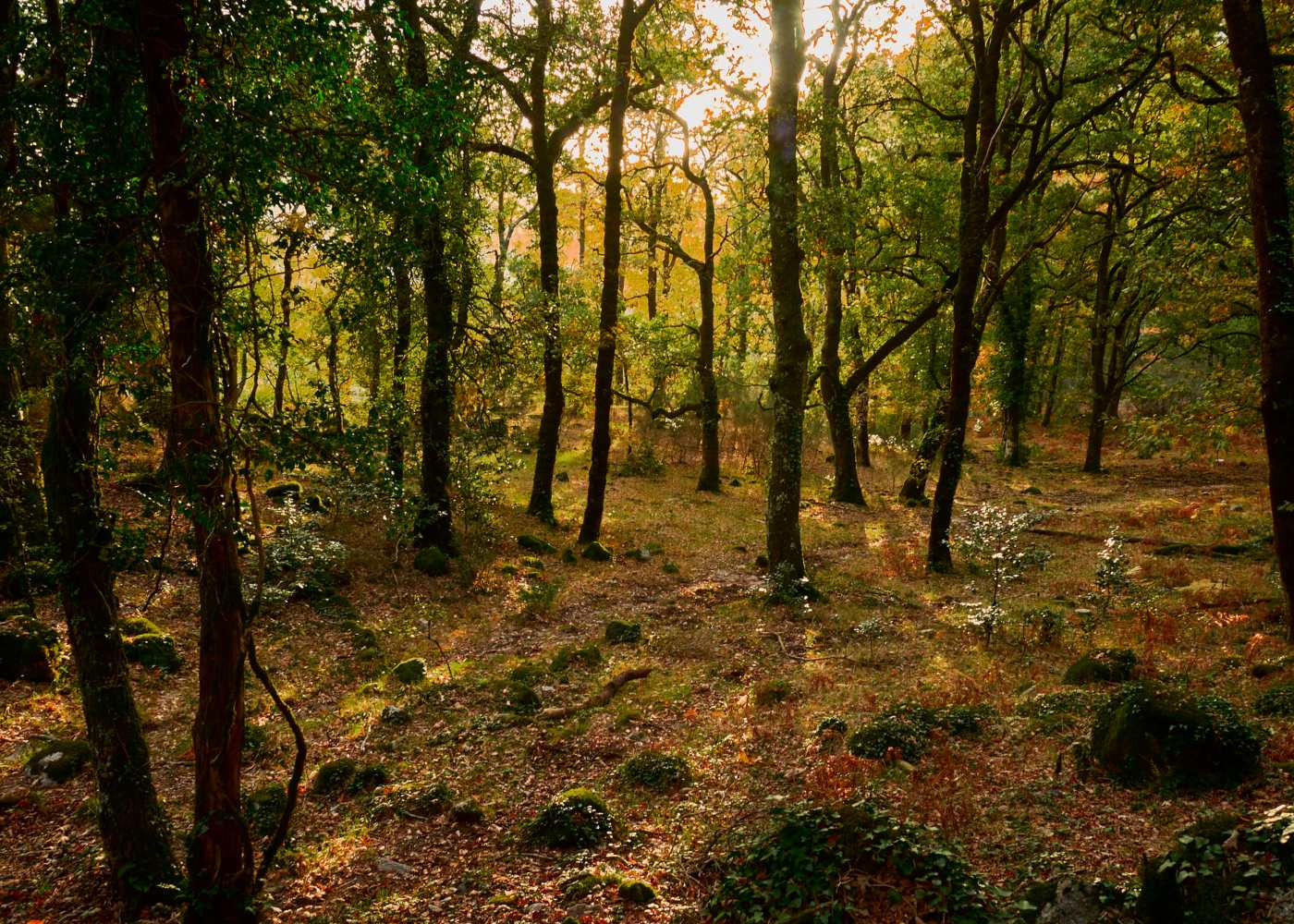 Floresta no Gerês