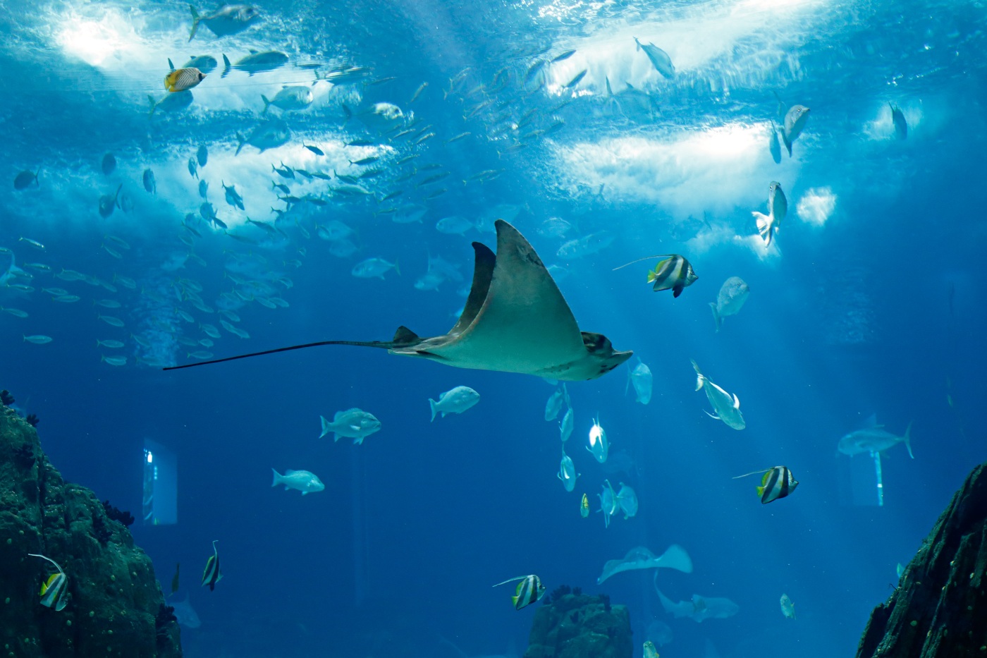 oceanário de Lisboa