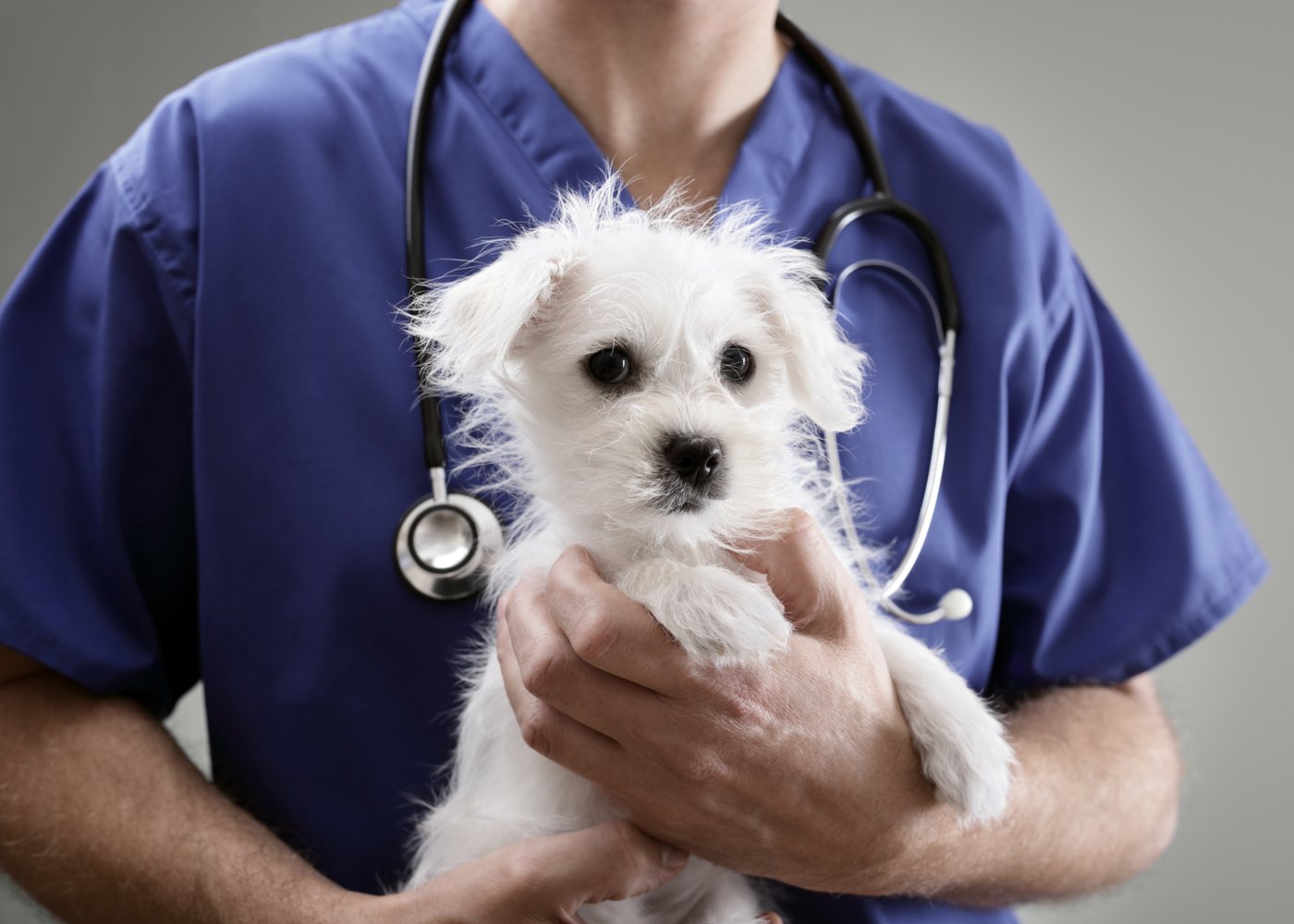 Cuidados a ter com o coronavírus em pets