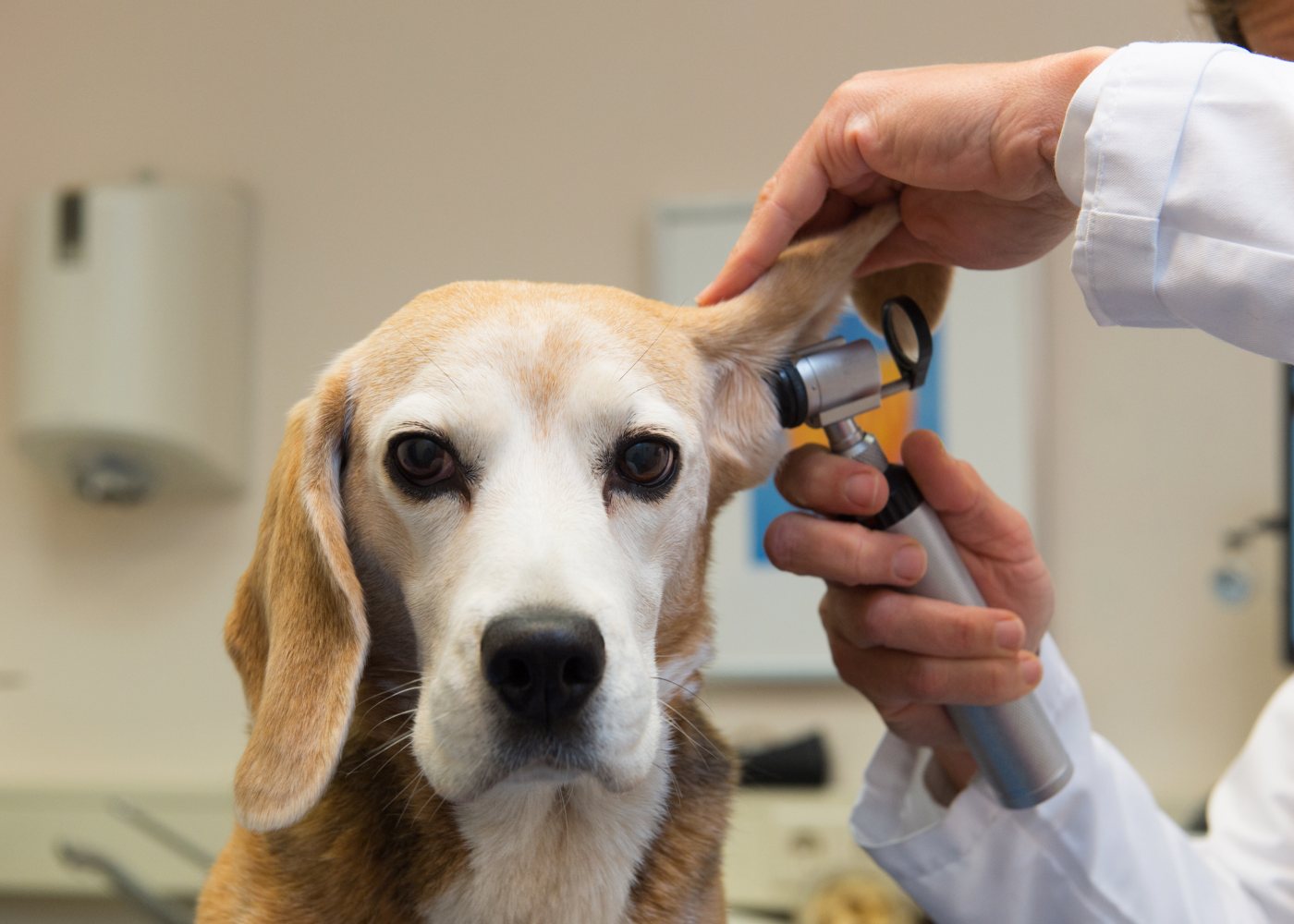 Cão no veterinário