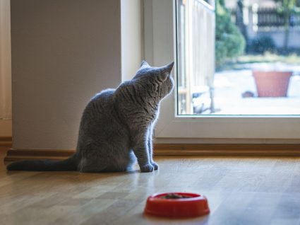 gato a olhar pela janela