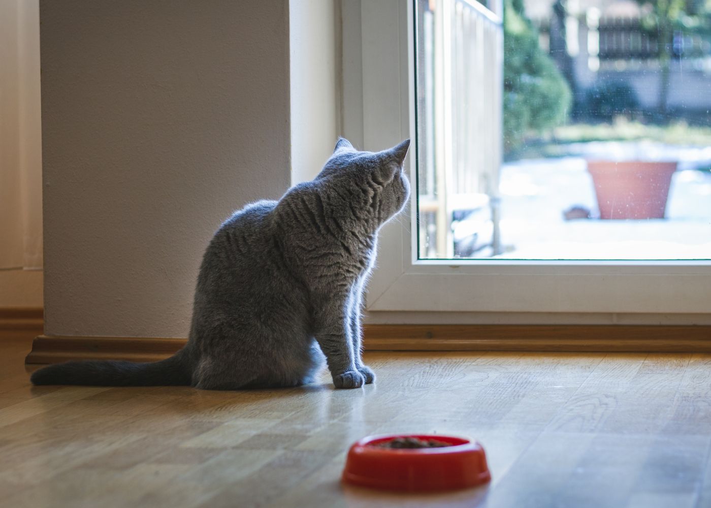 gato a olhar pela janela