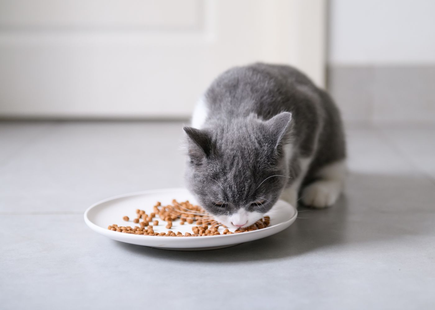 gato a comer ração