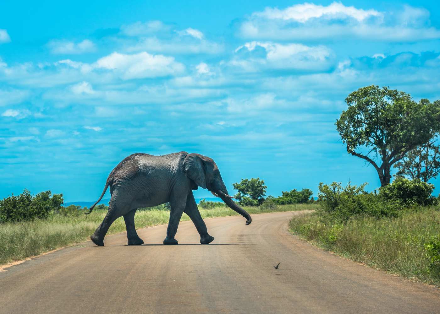 Elefante no Kruger Park