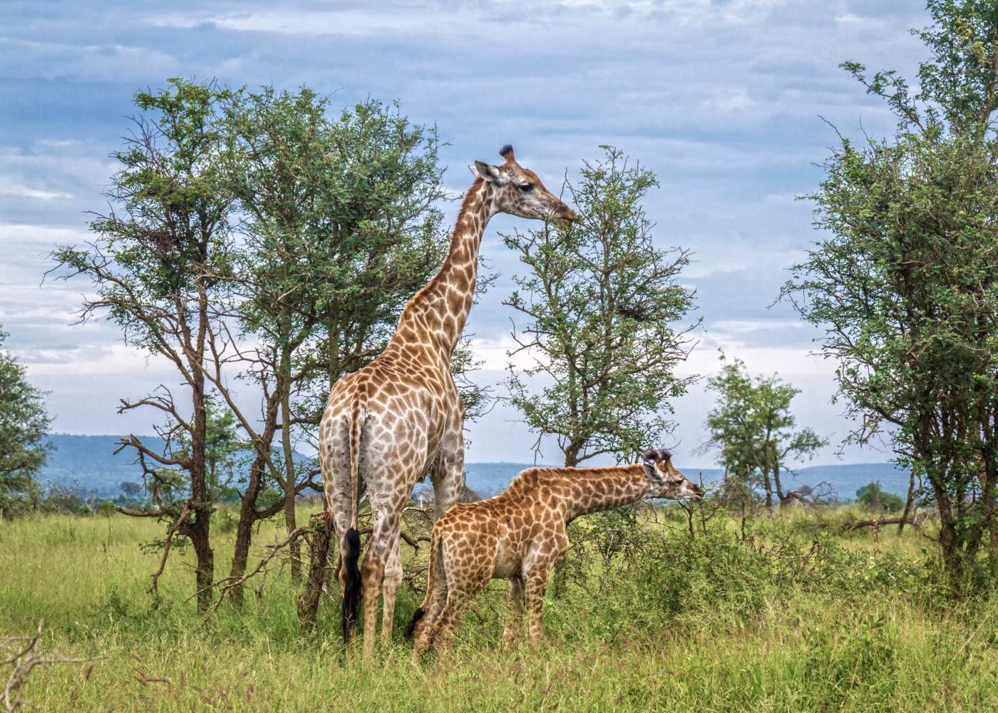 Girafas em África