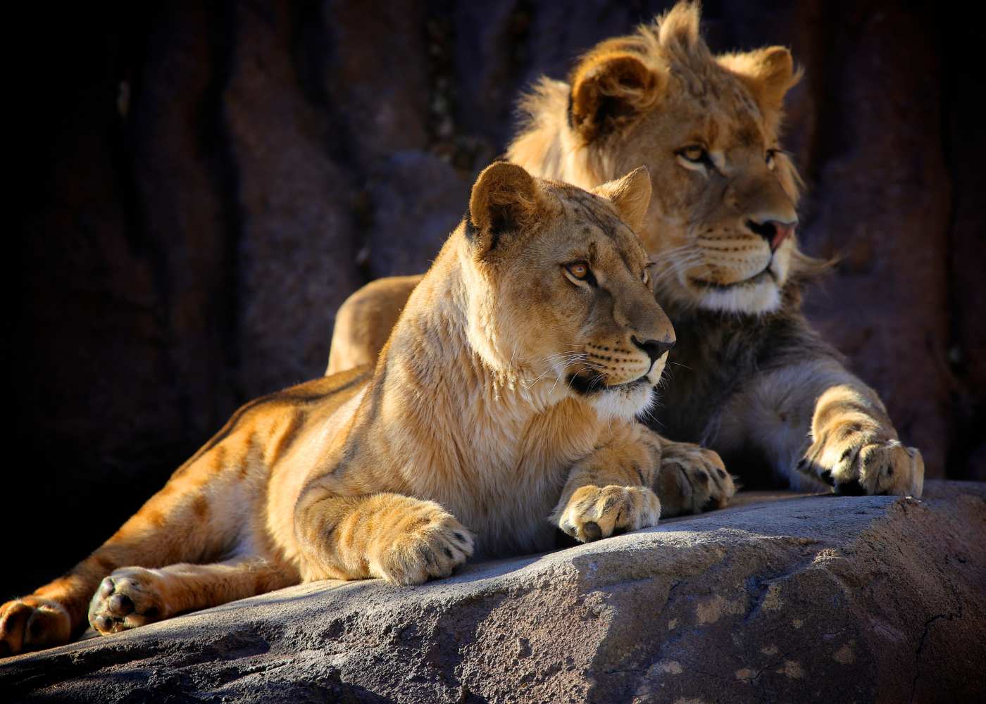 Leões no Kruger Park