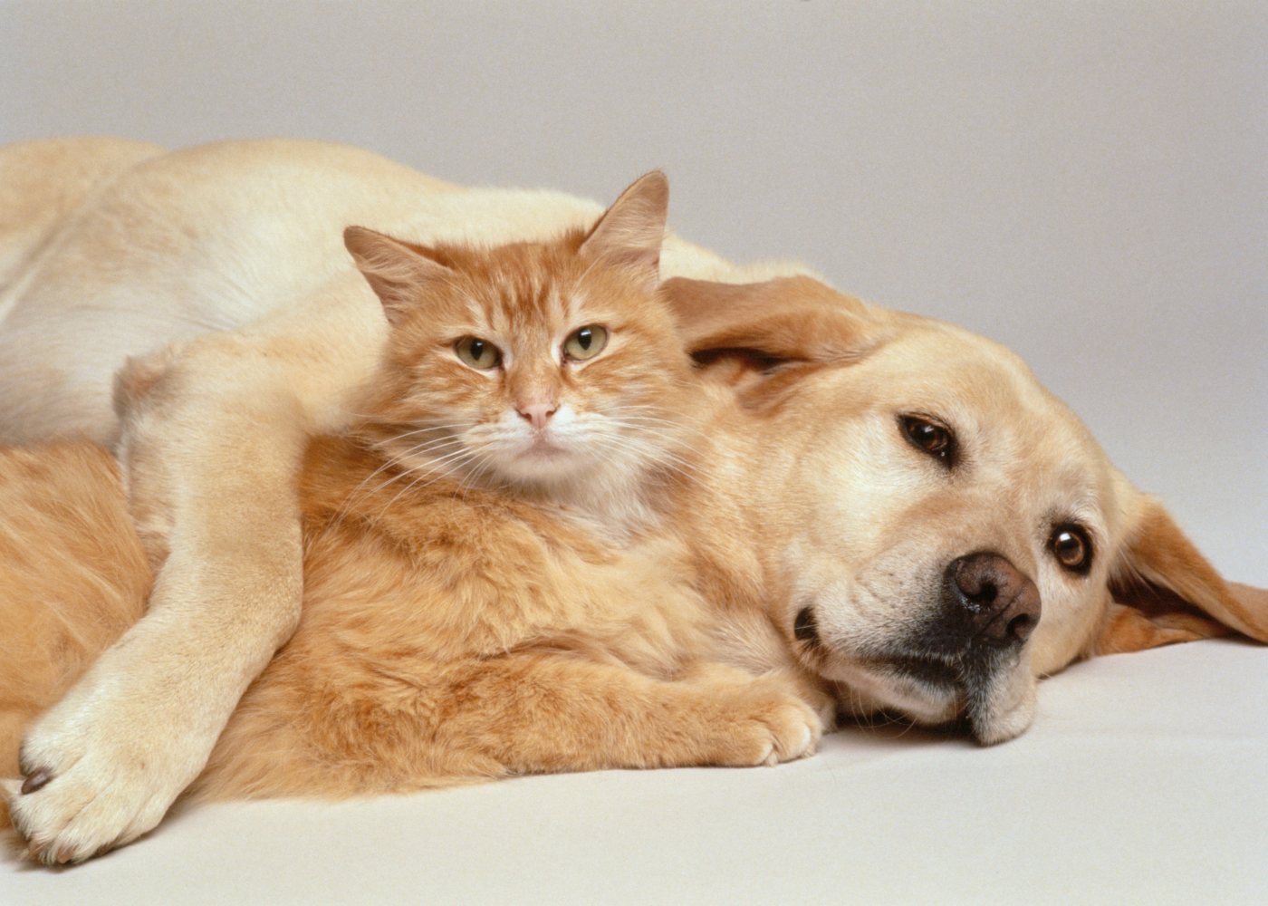 Cão e gato descansam juntos