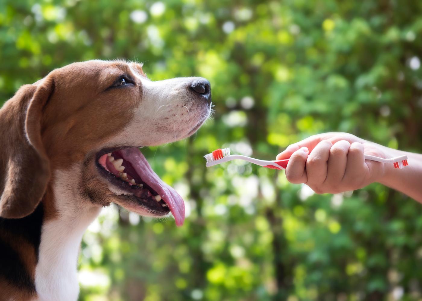 Lavar os dentes ao cão