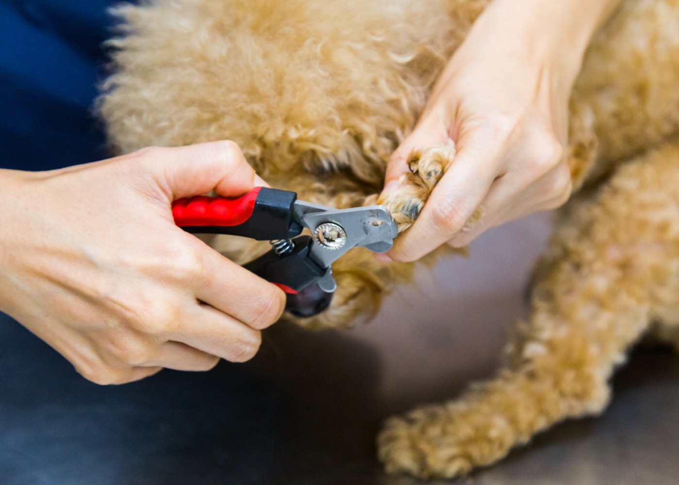 Mulher a cortar unhas do cão