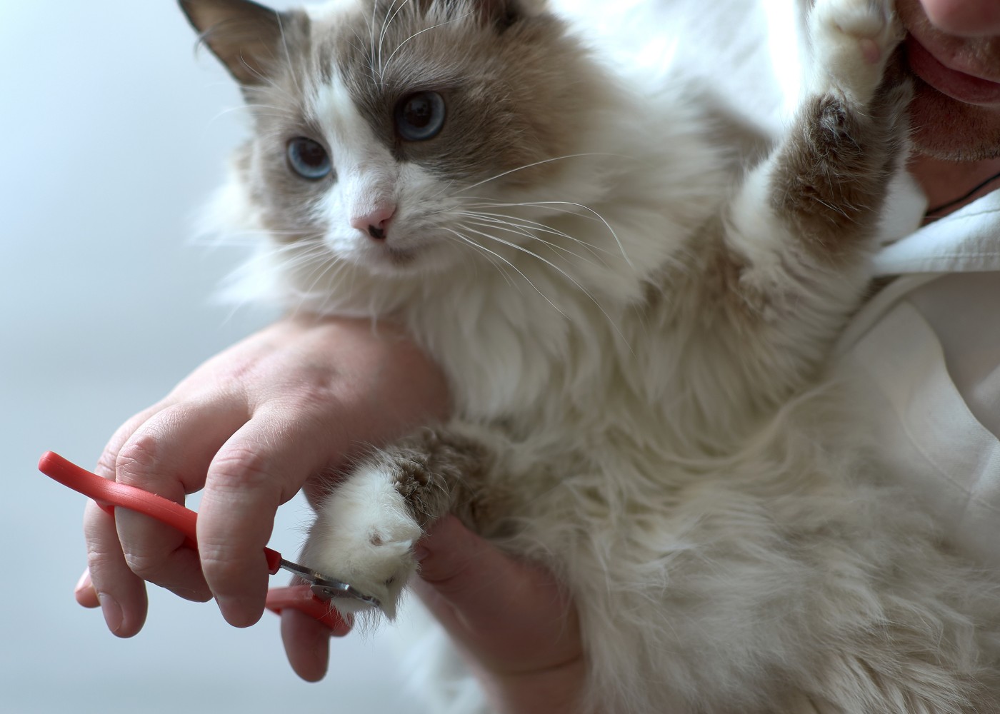 Homem a cortar as unhas do gato