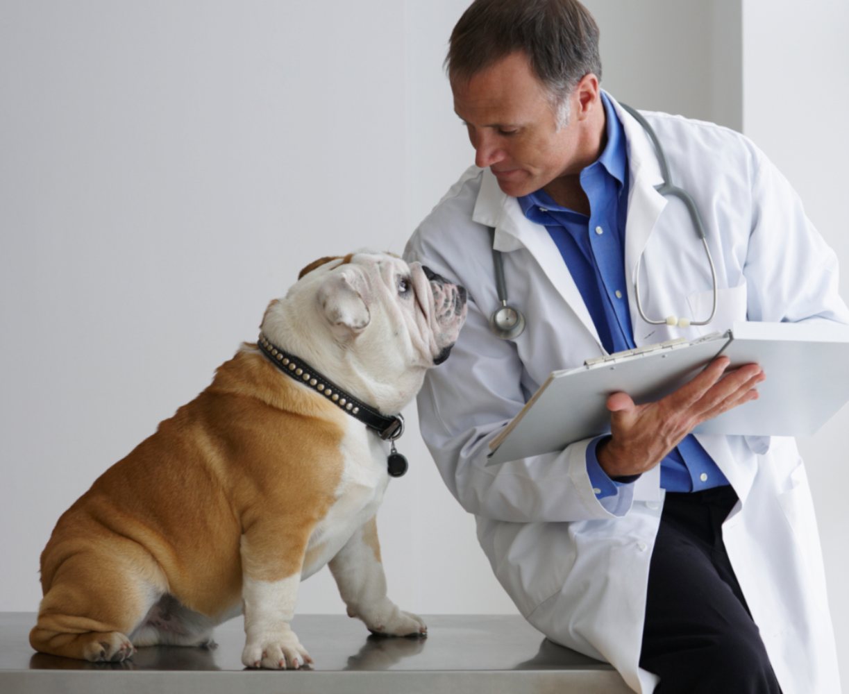 Cão a olhar para o veterinário