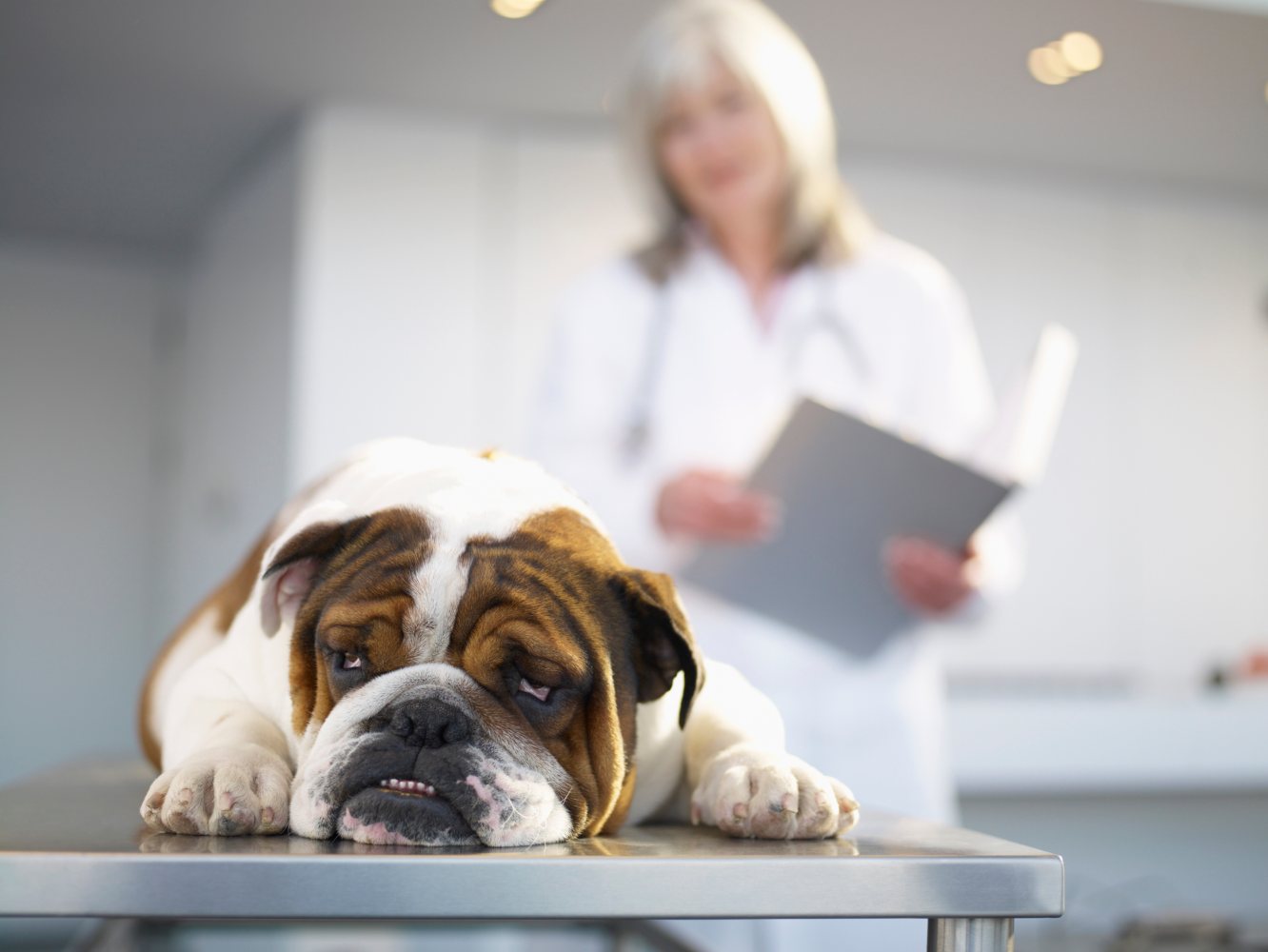 Cão que foi esterilizado