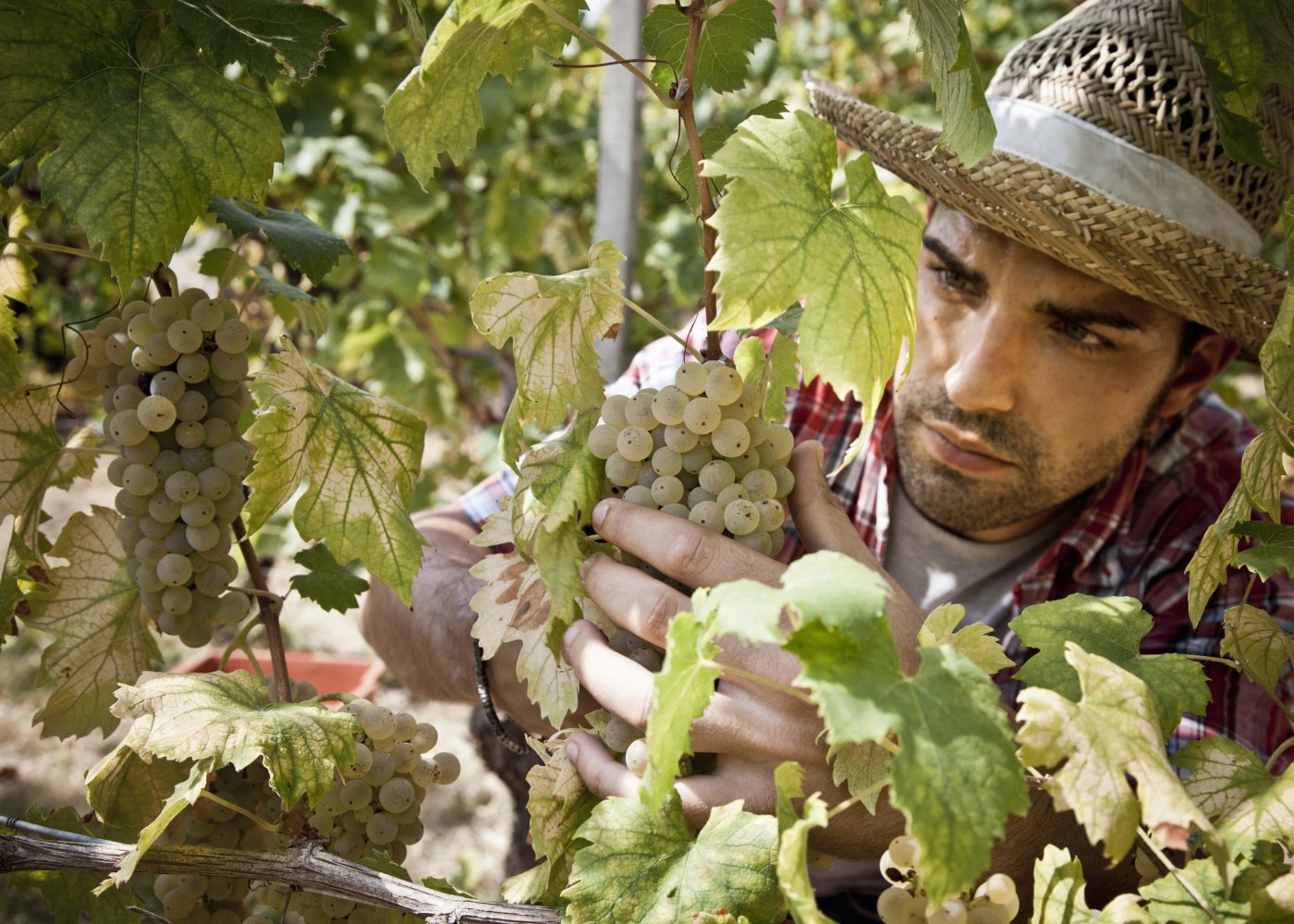 jovem-agricultor