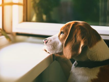 Animais de estimação sozinhos após a quarentena