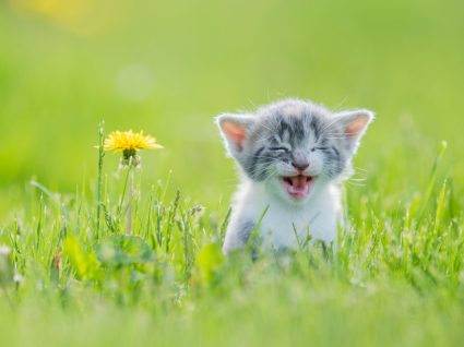 Gatos miam para o homem para comunicarem