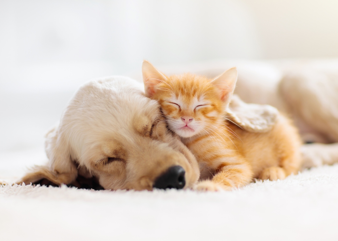 Cão e gato a dormir abraçados