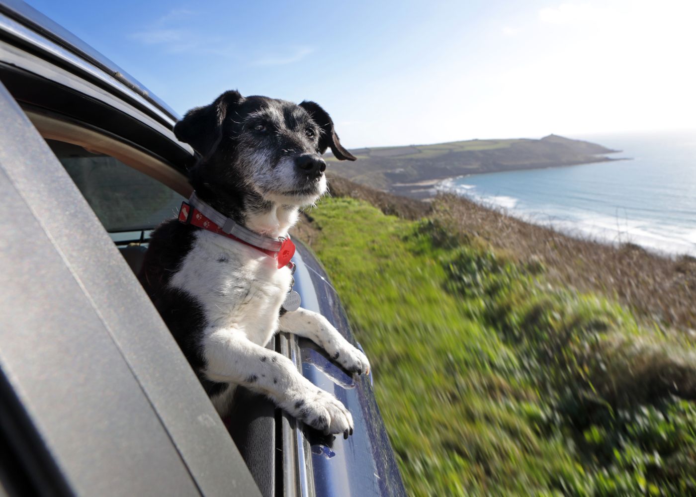 Cão na janela de um carro